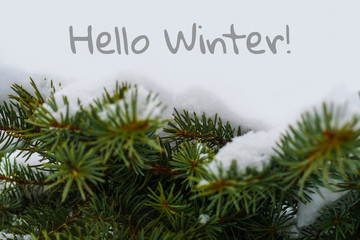 spruce in the snow close-up