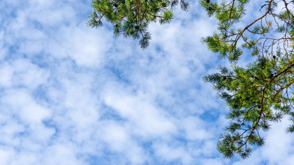 Obraz premium Beautiful natural frame from trees. Blue sky through the foliage. Look up, copy space.