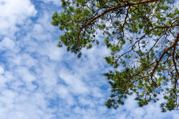 Beautiful natural frame from trees. Blue sky through the foliage. Look up, copy space.