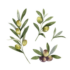 Watercolor vector set of olive branches and leaves.