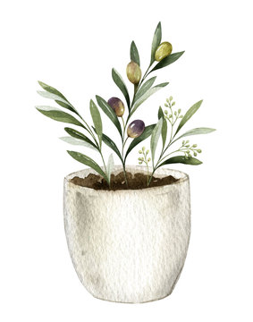 Watercolor vector card with olive branches in a ceramic pot.