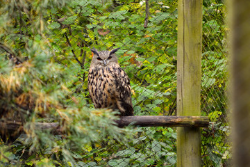 Owl sitting on a branch in Tripsdrill, wild paradise, South of Germany