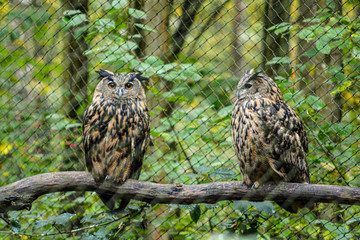Owl sitting on a branch in Tripsdrill, wild paradise, South of Germany