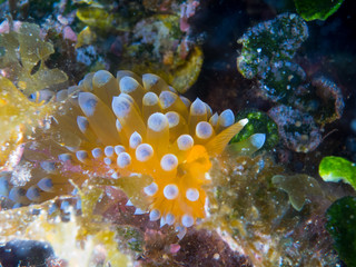 Nudibranchs in their habitat