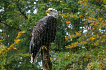 Portrait of a bald eagle (lat. haliaeetus leucocephalus)