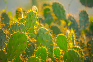 cactus in the sun
