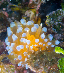 Nudibranchs in their habitat