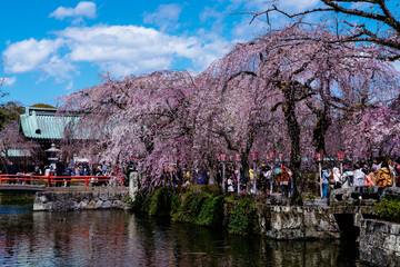 三嶋大社のしだれ桜