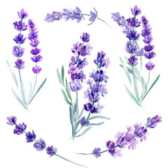 Lavendelblüten und blaue Blätter Eukalyptus auf einem isolierten weißen Hintergrund, Clipart-Aquarellmalerei, Handzeichnung