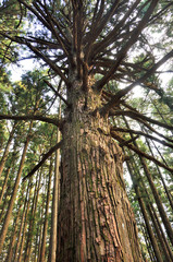 武甲山の表参道の森