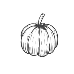 pumpkin hand drawn vector illustration