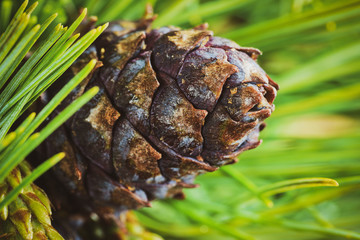 Cone with nut of dwarf stone pine (Pinus Pumila). Close up natural floral background, Christmas...