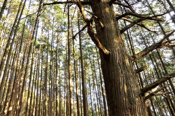 武甲山の表参道の森