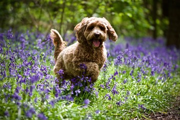 Cockerpoo in the Bluebells 