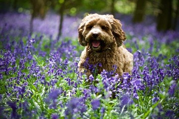Dog and Bluebells 