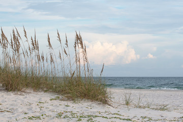 Sea oats on dune with ocean