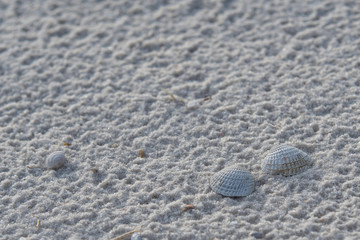 Seashell on sand background