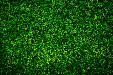 Foto op Plexiglas De kleine groene achtergrond van de bladerentextuur met mooi patroon. Schone omgeving. Sierplant in de tuin. Eco-muur. Biologische natuurlijke achtergrond. Veel bladeren verminderen stof in de lucht. Tropisch bos. © Artinun
