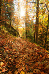 Autumn Forest with Beautiful sunlight in Austria