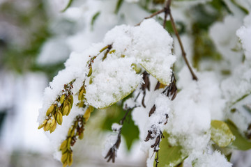 First snow on branch with leaves