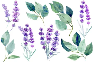 Glasschilderij Lavendel lavendel bloemen en blauwe bladeren eucalyptus op een afgelegen witte achtergrond, clipart aquarel schilderen, hand tekenen