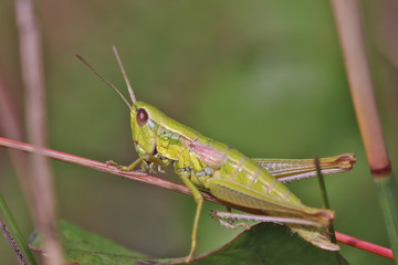 A grasshopper sits on a thin stem of grass. 
