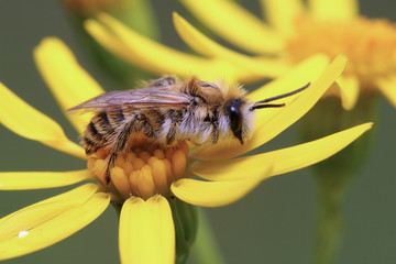 The bee has stopped and seems to rest on this yellow flower.