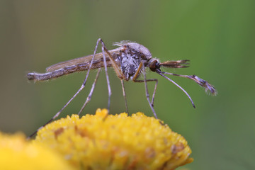 Mosquito (chironomidae) resting on the grass. Such insects are not able to harm humans.
