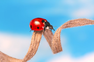 Ladybug runs endlessly on a dry blade of grass on a blue sky background. 