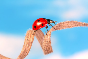 Ladybug runs endlessly on a dry blade of grass on a blue sky background. 