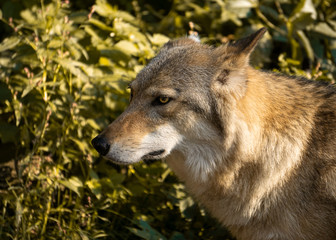 Gray wolf stands in zoo on a background of green foliage