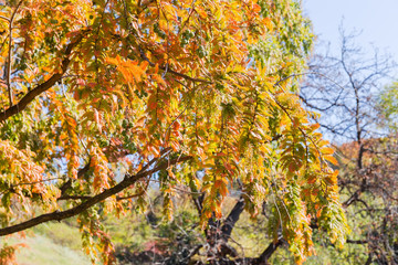 Branches of the dawn redwood with autumn leaves and cones
