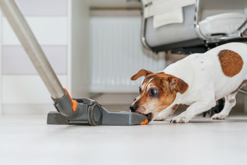 little cute dog grabs bite teeth of vacuum cleaner brush