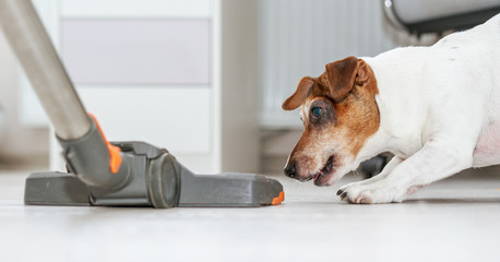 pet dog Jack Russell terrier wants to grab vacuum cleaner brush by teeth