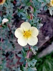 Obraz premium white flowers in garden