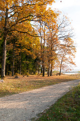 colorful orange autumn on a forest lake on a sunny day