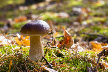 big porcini mushroom in deciduous moss