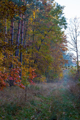 Obraz premium mushroom road in an abandoned forest