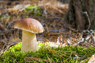 nice large porcini mushroom