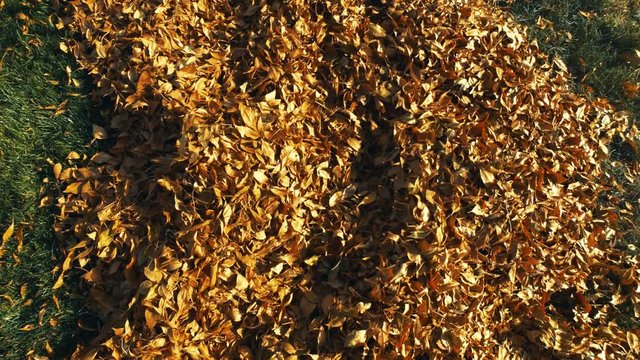 A blonde hair 2 year old girl run through a pile of fall colored leafs in a playful and joyful manner.