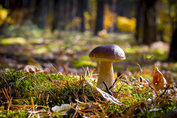 nice porcini mushroom in oak forest