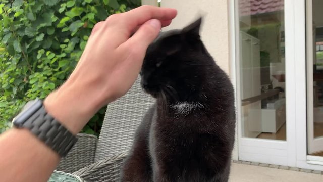 Super cool cat casually gives owner high five. Close up of black cat giving pet owner a slap with upraised paw.
