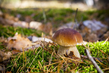 porcini mushroom grows in moss