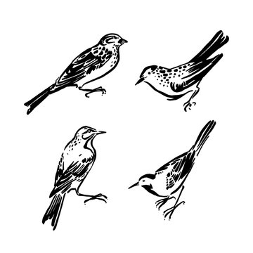Wild birds collection. Vector animal illustration, hand drawn monochrome silhouettes painted by ink, black isolated on white background