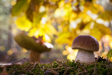 porcini mushrooms in sunny forest
