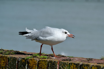 Mouette criant