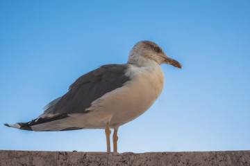 seagull on beach