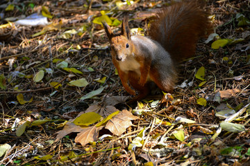 Squirrel in the autumn park