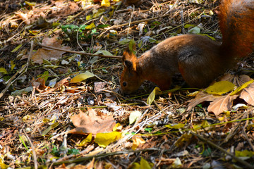 Squirrel in the autumn park