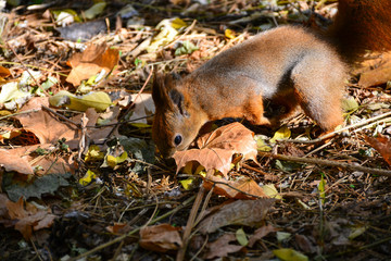 Squirrel in the autumn park